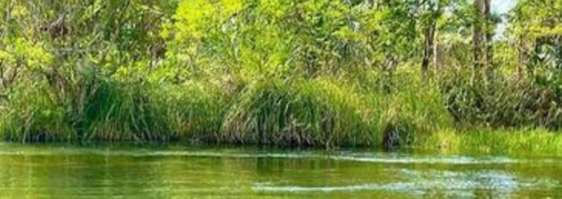 Água tranquila e vegetação nas margens de um rio da região de Barreirinhas